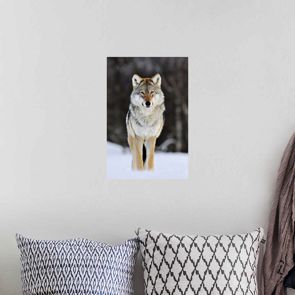 A bohemian room featuring Gray Wolf (Canis lupus) standing in the snow, Norway