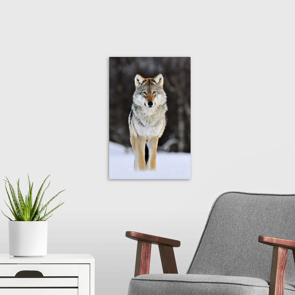 A modern room featuring Gray Wolf (Canis lupus) standing in the snow, Norway