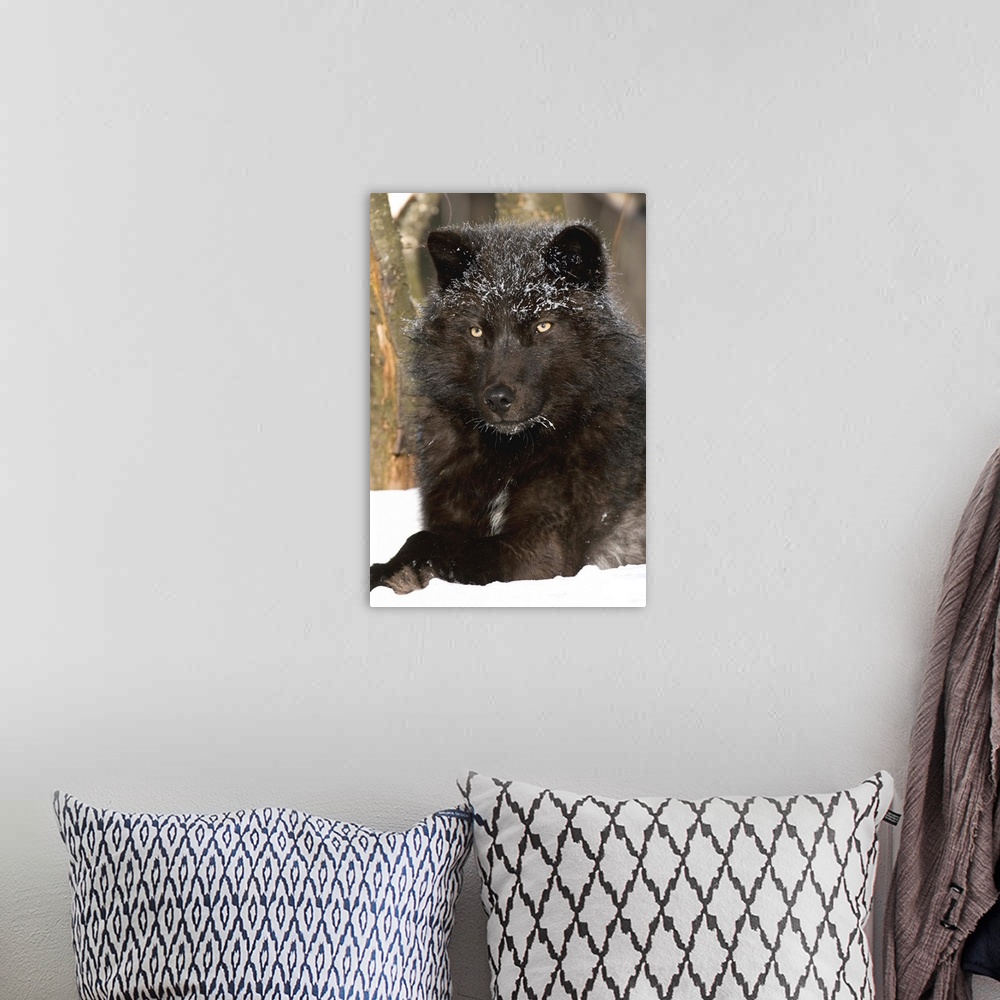 A bohemian room featuring Gray, Wolf melanistic individual resting in snow, North America.