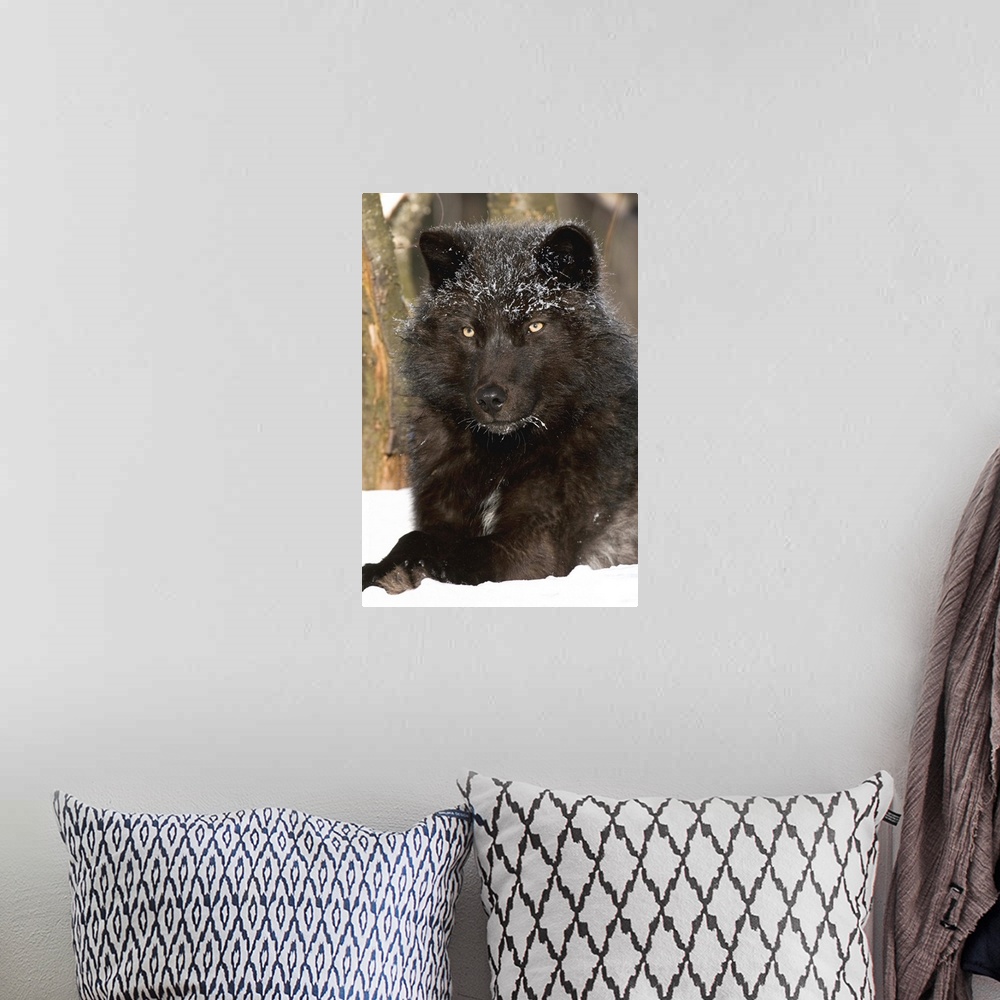 A bohemian room featuring Gray, Wolf melanistic individual resting in snow, North America.