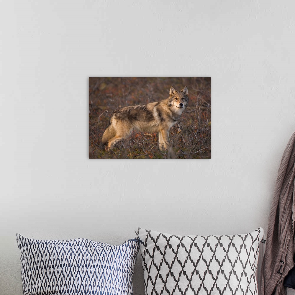 A bohemian room featuring Gray Wolf on Tundra Denali National Park
