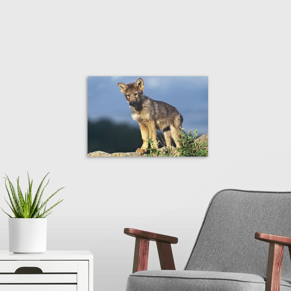 A modern room featuring Gray Wolf pup, Montana