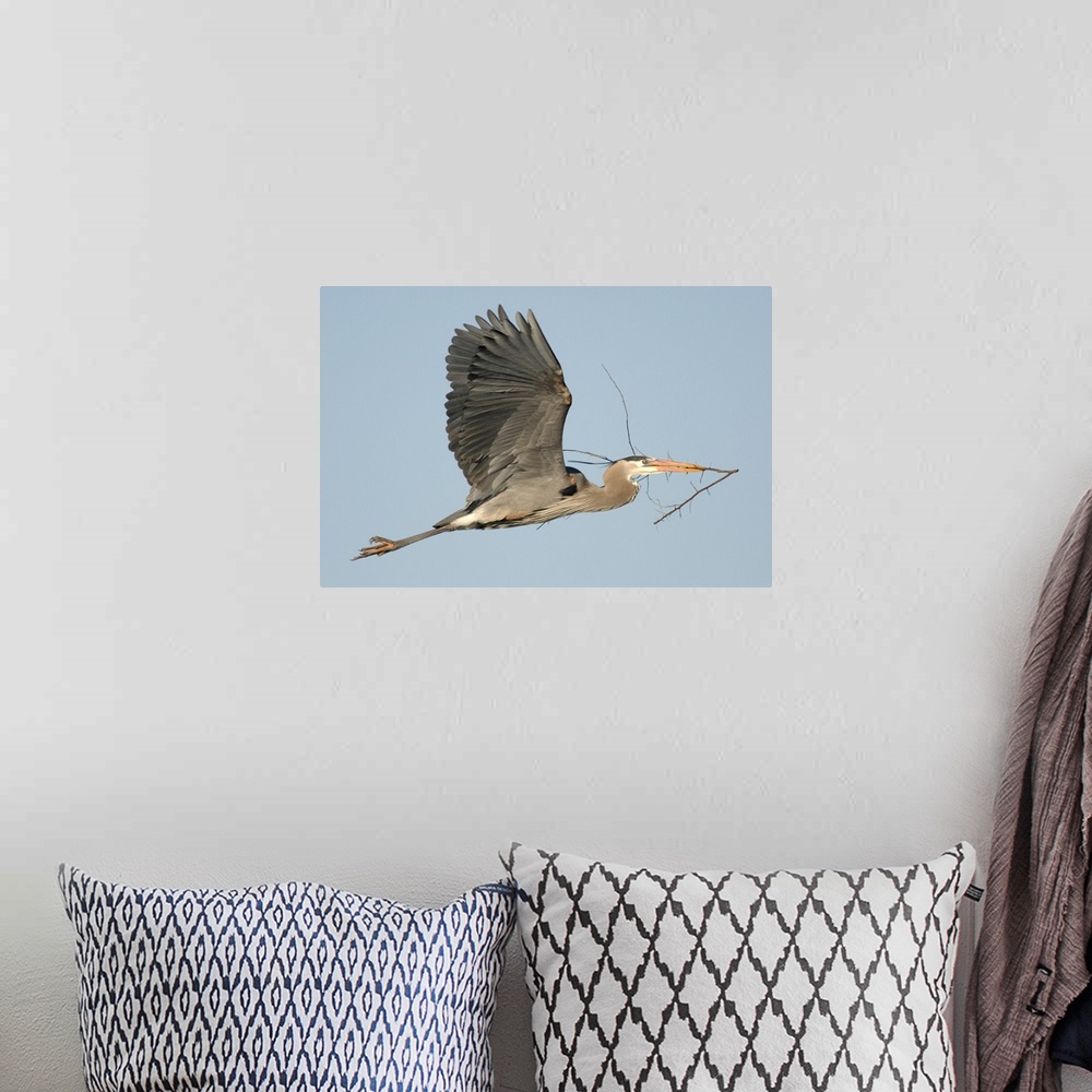 A bohemian room featuring great blue heron (Ardea herodias) Flight, Nest Building, Kensington Metro Park MI