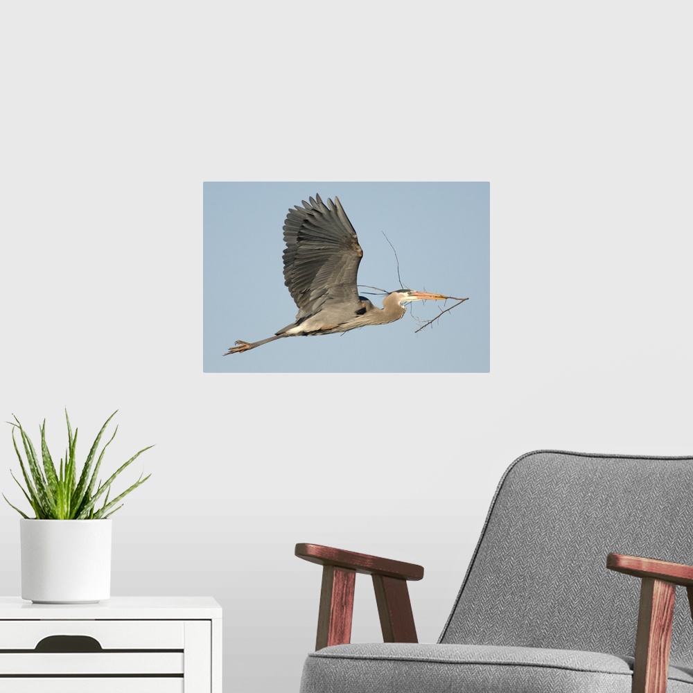 A modern room featuring great blue heron (Ardea herodias) Flight, Nest Building, Kensington Metro Park MI