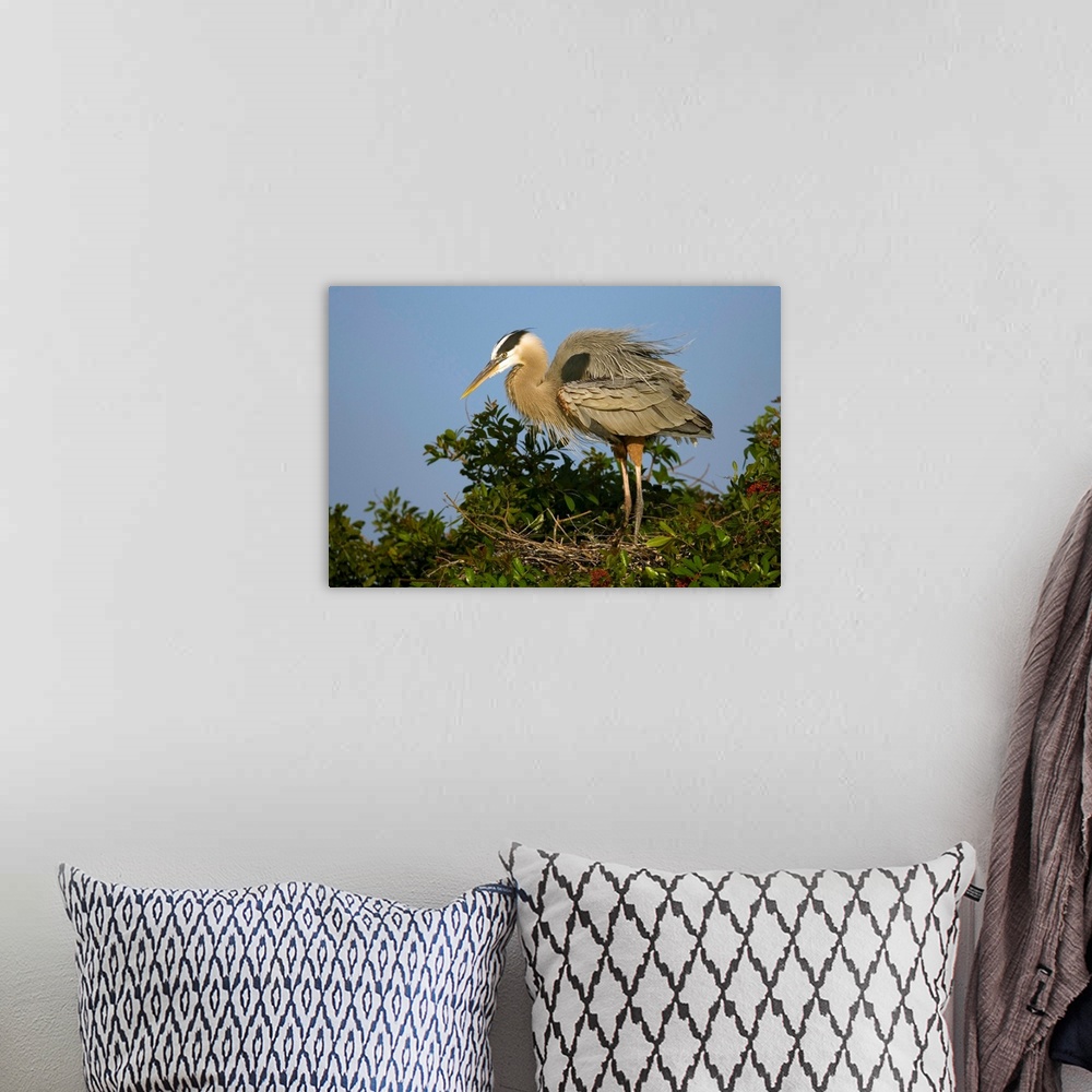 A bohemian room featuring Great Blue Heron on nest, Venice Rookery, Florida