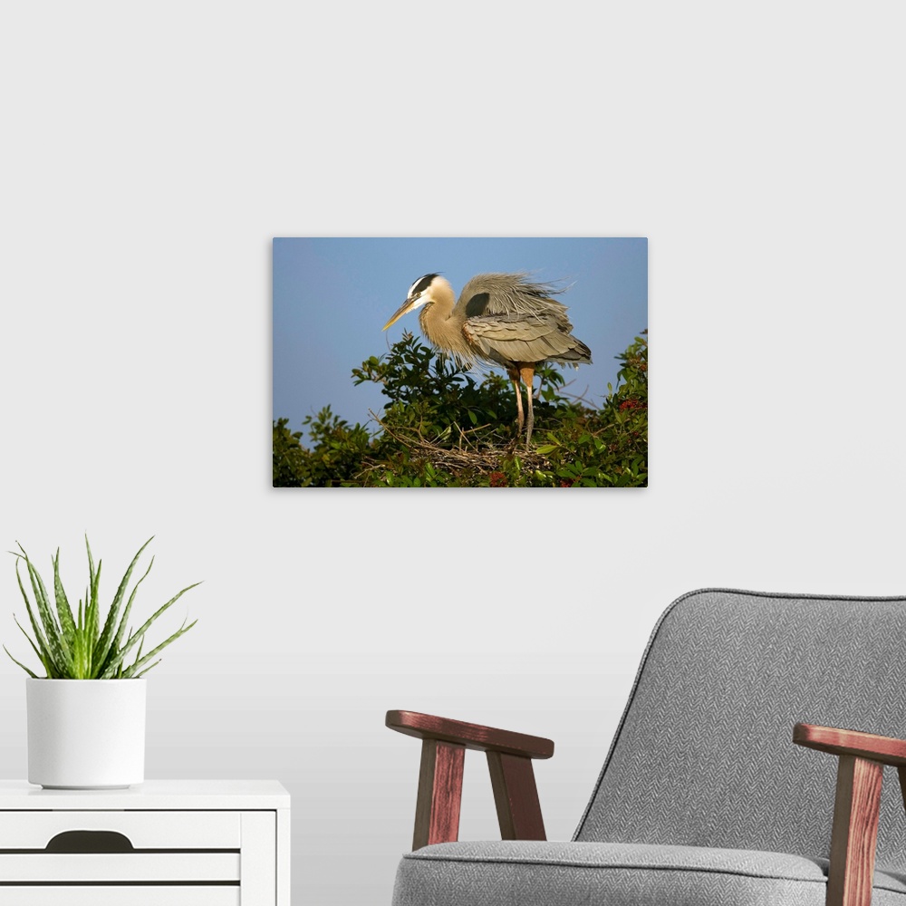 A modern room featuring Great Blue Heron on nest, Venice Rookery, Florida