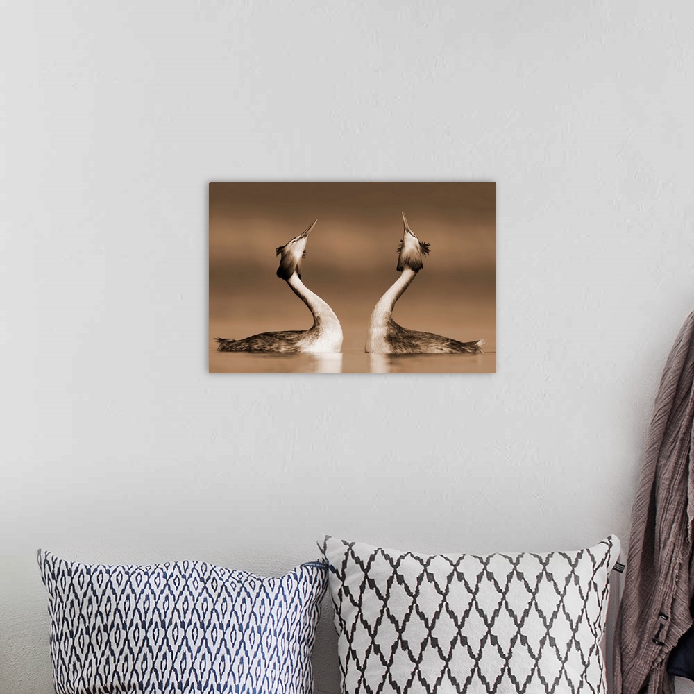 A bohemian room featuring Great Crested Grebe (Podiceps cristatus) pair courting, Netherlands.