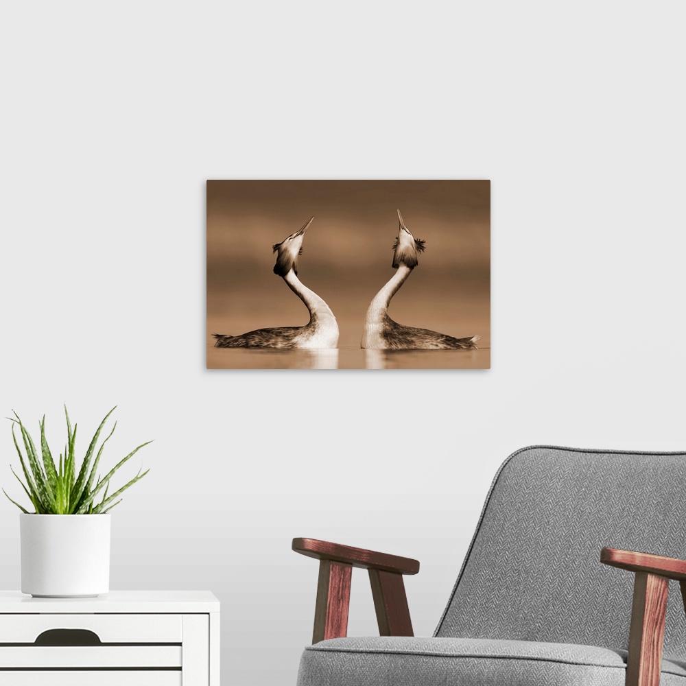 A modern room featuring Great Crested Grebe (Podiceps cristatus) pair courting, Netherlands.