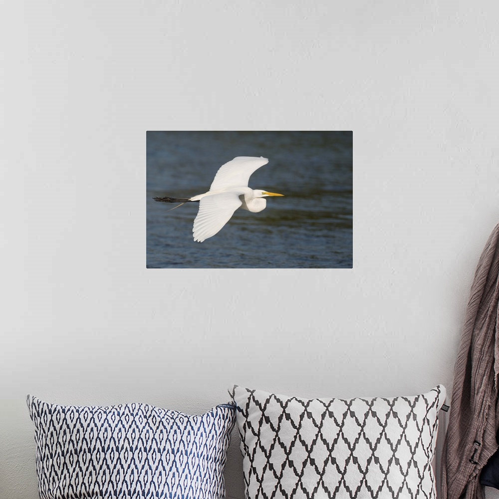 A bohemian room featuring great egret (Casmerodius albus), Flight, Fort Meyers FL