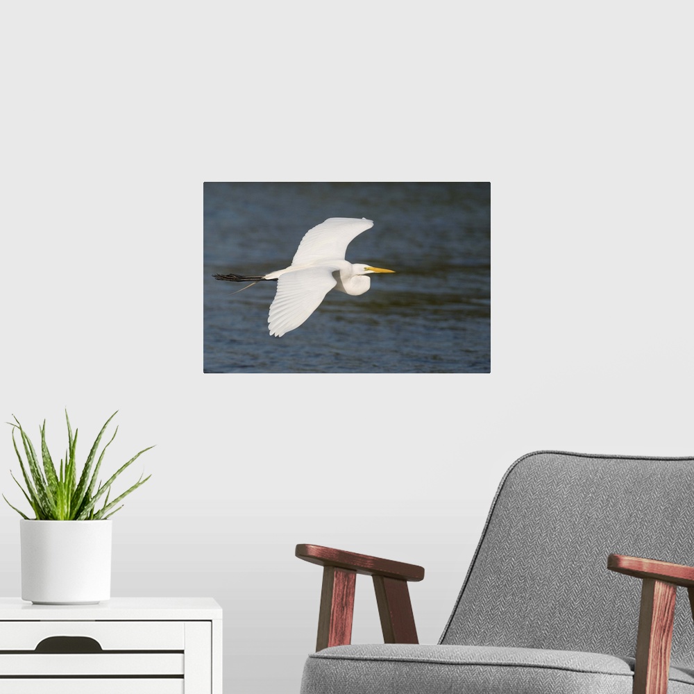 A modern room featuring great egret (Casmerodius albus), Flight, Fort Meyers FL