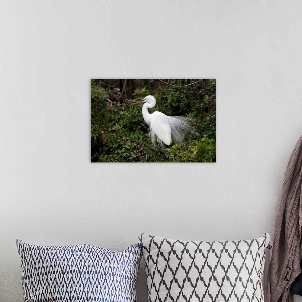 A bohemian room featuring Great Egret displaying during courtship in breeding plumage, Florida