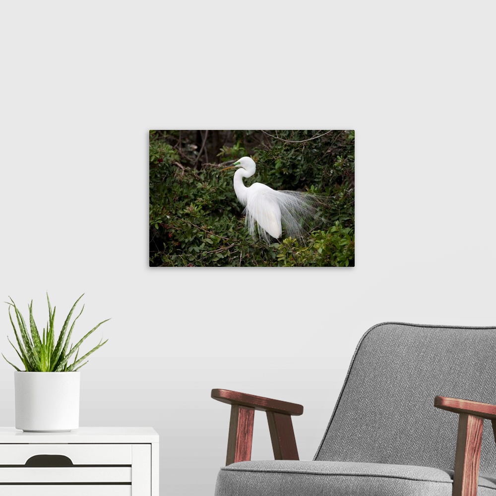 A modern room featuring Great Egret displaying during courtship in breeding plumage, Florida