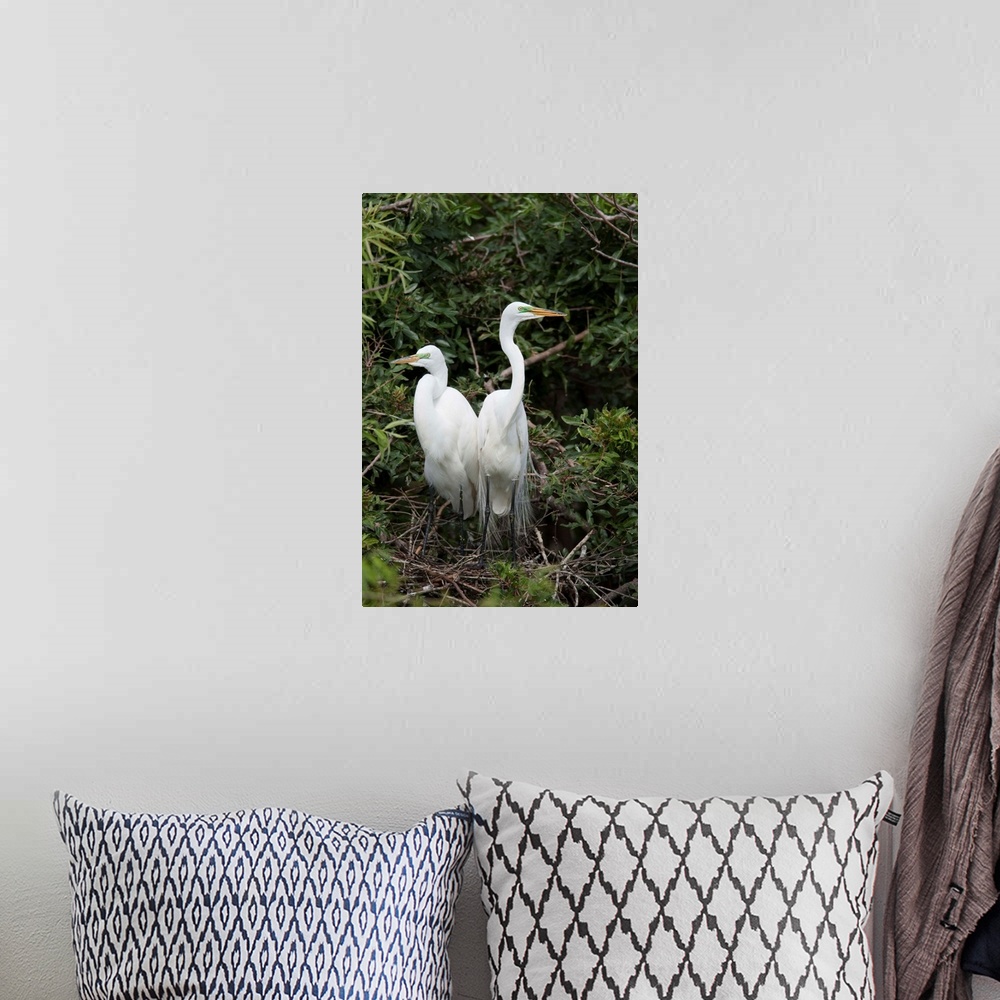 A bohemian room featuring Great Egret pair in nest in breeding plumage, Florida