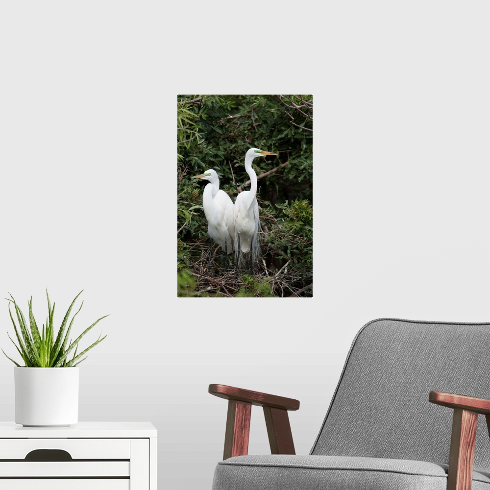A modern room featuring Great Egret pair in nest in breeding plumage, Florida