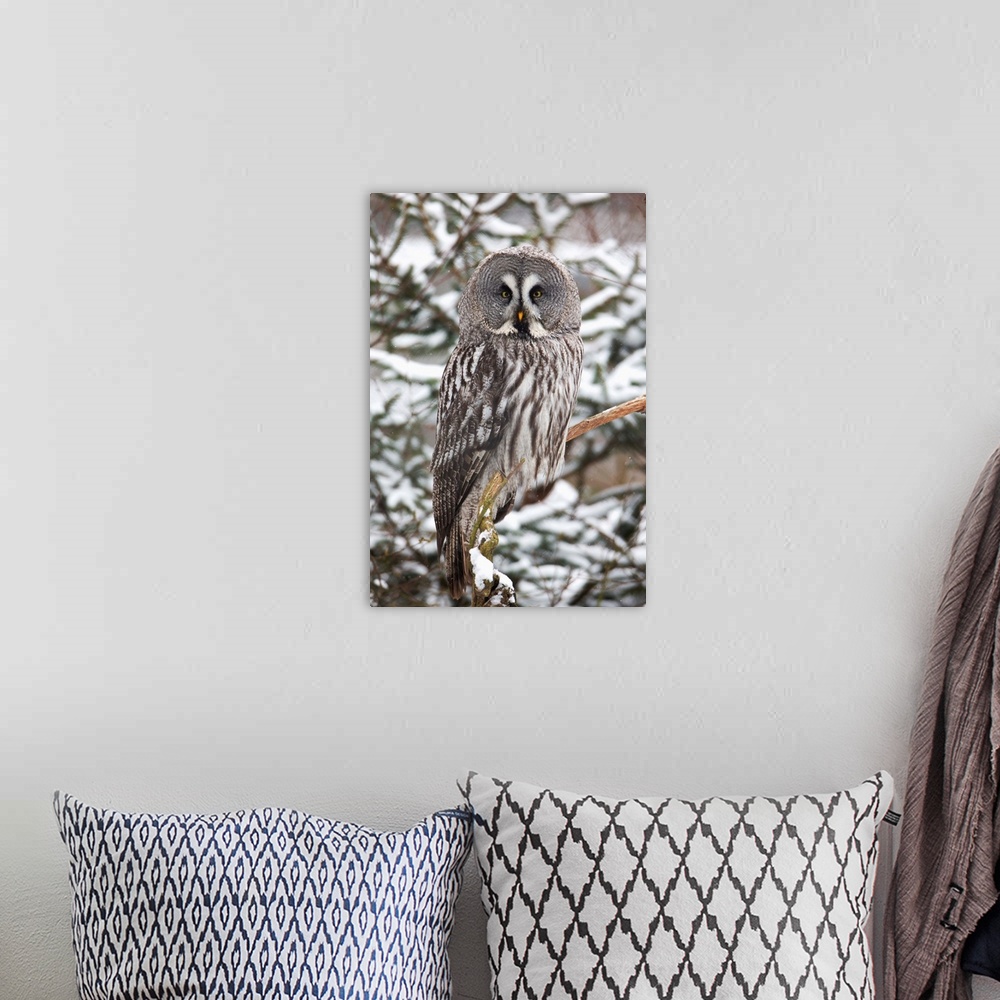 A bohemian room featuring Great Grey Owl (Strix nebulosa) perched in fir tree in winter, Germany