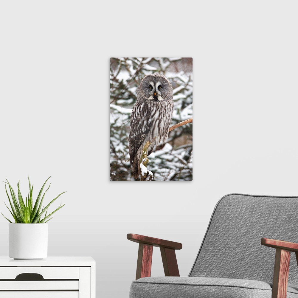 A modern room featuring Great Grey Owl (Strix nebulosa) perched in fir tree in winter, Germany