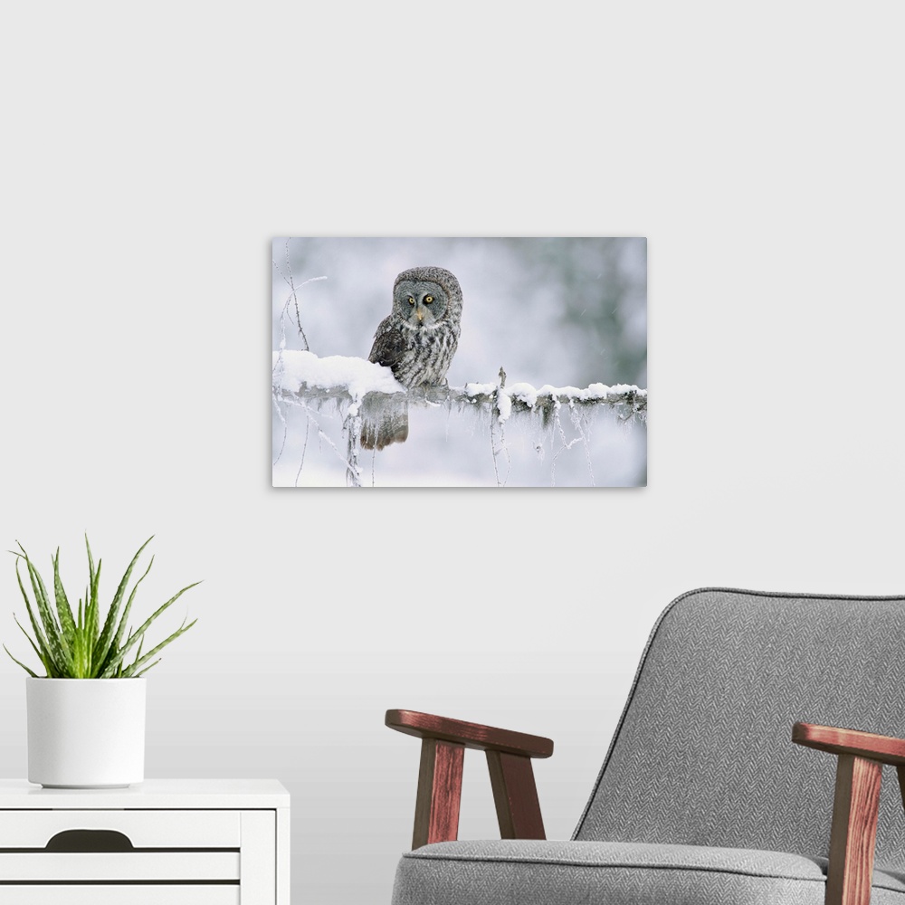A modern room featuring Great Gray Owl perching on a snow-covered branch, British Columbia, Canada