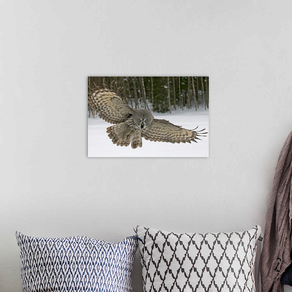 A bohemian room featuring Great Grey Owl (Strix nebulosa), Finland