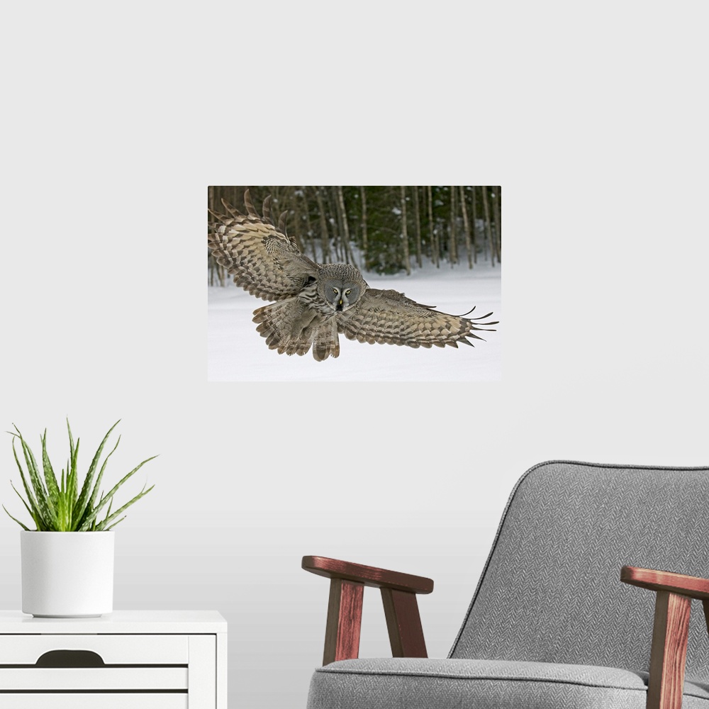 A modern room featuring Great Grey Owl (Strix nebulosa), Finland