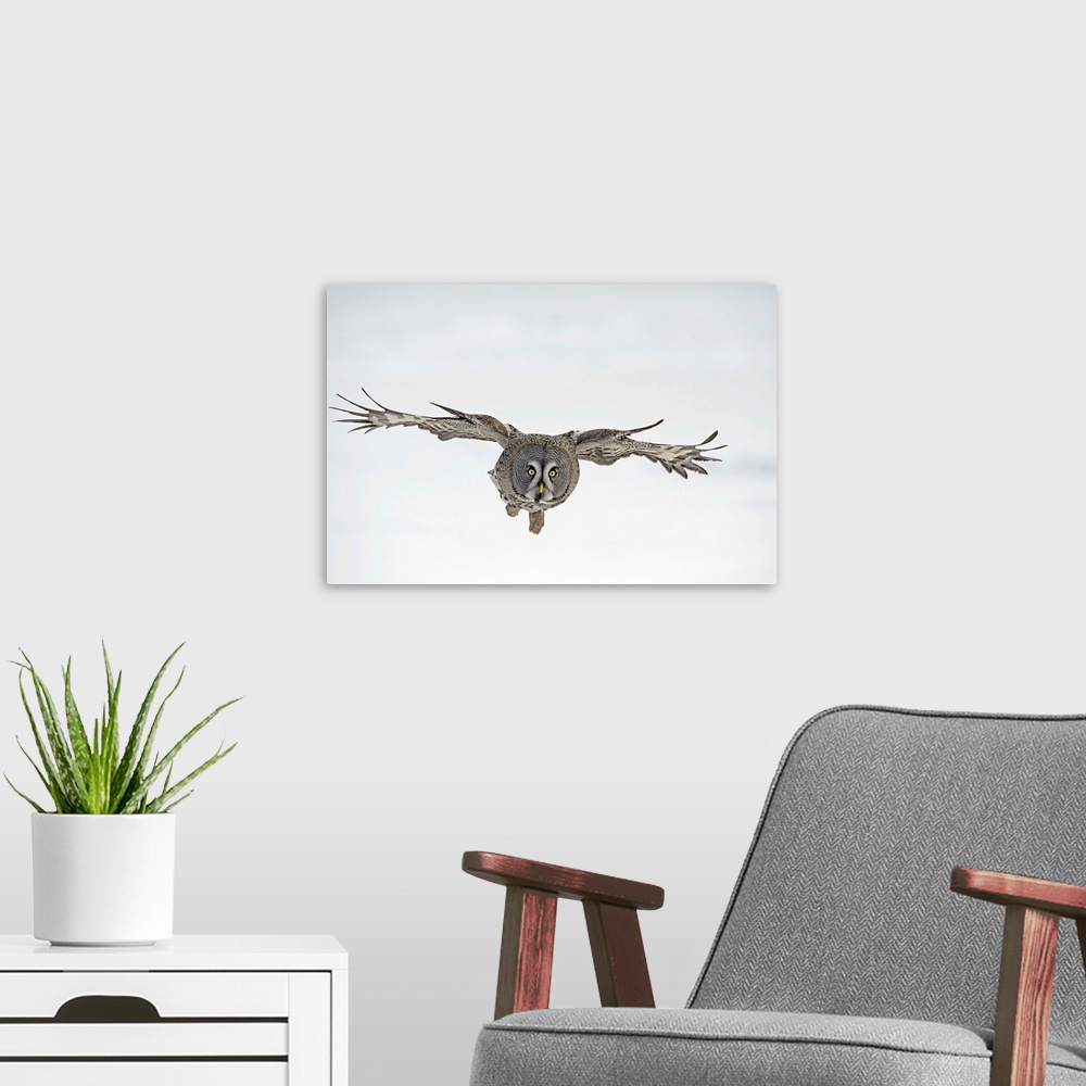 A modern room featuring Great Grey Owl (Strix nebulosa) flying, Finland