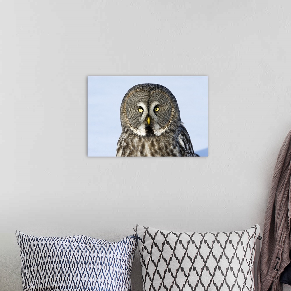 A bohemian room featuring Great Grey Owl (Strix nebulosa) flying, Finland