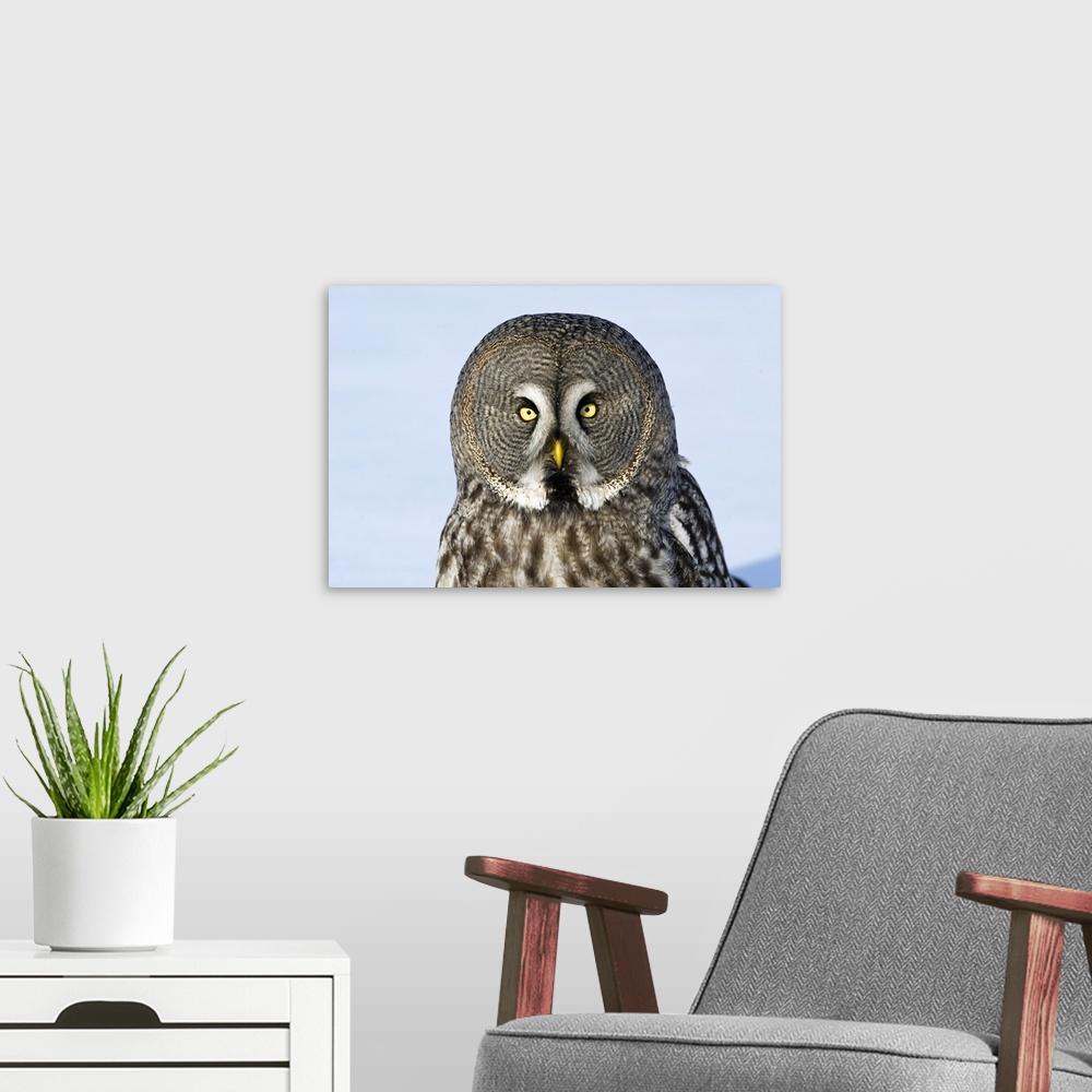 A modern room featuring Great Grey Owl (Strix nebulosa) flying, Finland