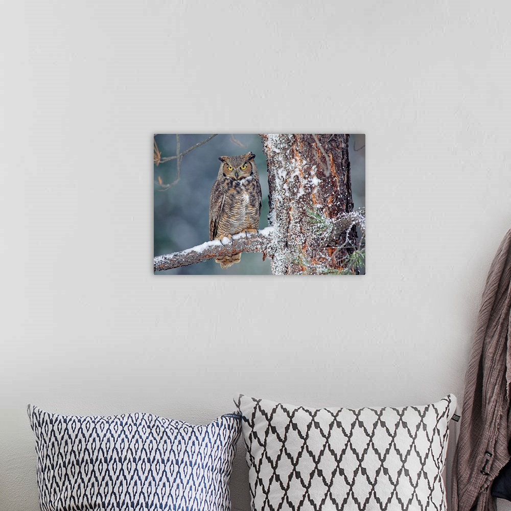 A bohemian room featuring Great Horned Owl adult perching in a snow-covered tree, British Columbia, Canada