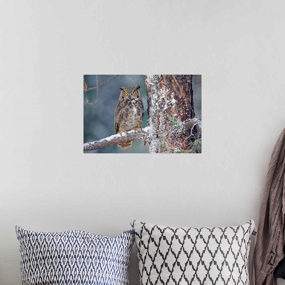 A bohemian room featuring Great Horned Owl adult perching in a snow-covered tree, British Columbia, Canada