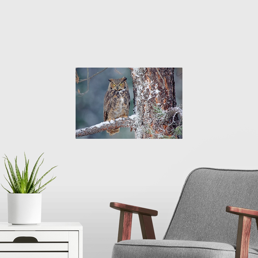 A modern room featuring Great Horned Owl adult perching in a snow-covered tree, British Columbia, Canada