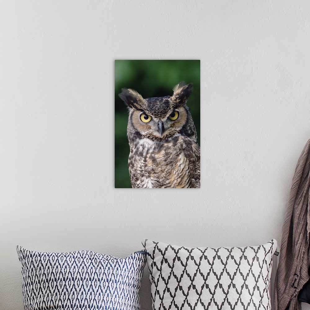 A bohemian room featuring Great Horned Owl (Bubo virginianus) close-up portrait, North America