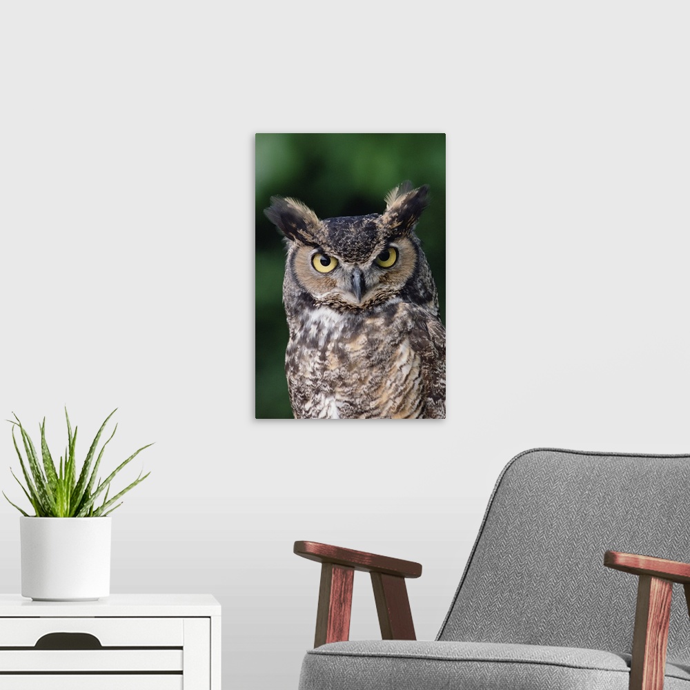 A modern room featuring Great Horned Owl (Bubo virginianus) close-up portrait, North America