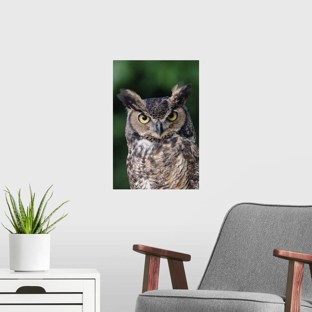 A modern room featuring Great Horned Owl (Bubo virginianus) close-up portrait, North America