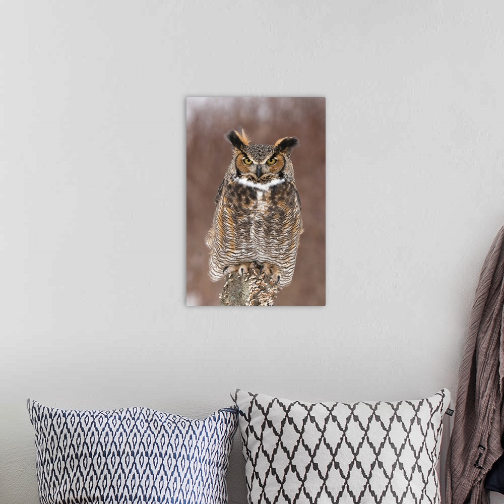 A bohemian room featuring great horned owl (Bubo virginianus), Captive, Howell Nature Center, MI