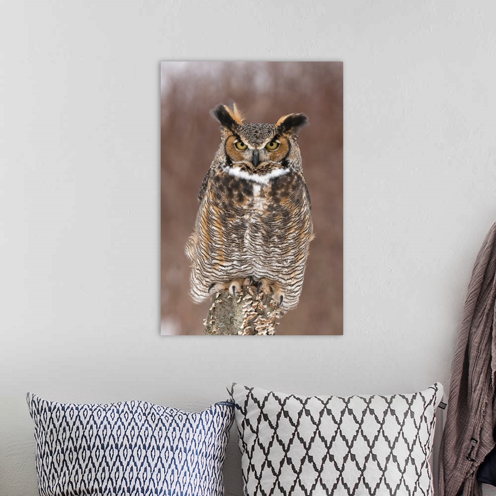 A bohemian room featuring great horned owl (Bubo virginianus), Captive, Howell Nature Center, MI