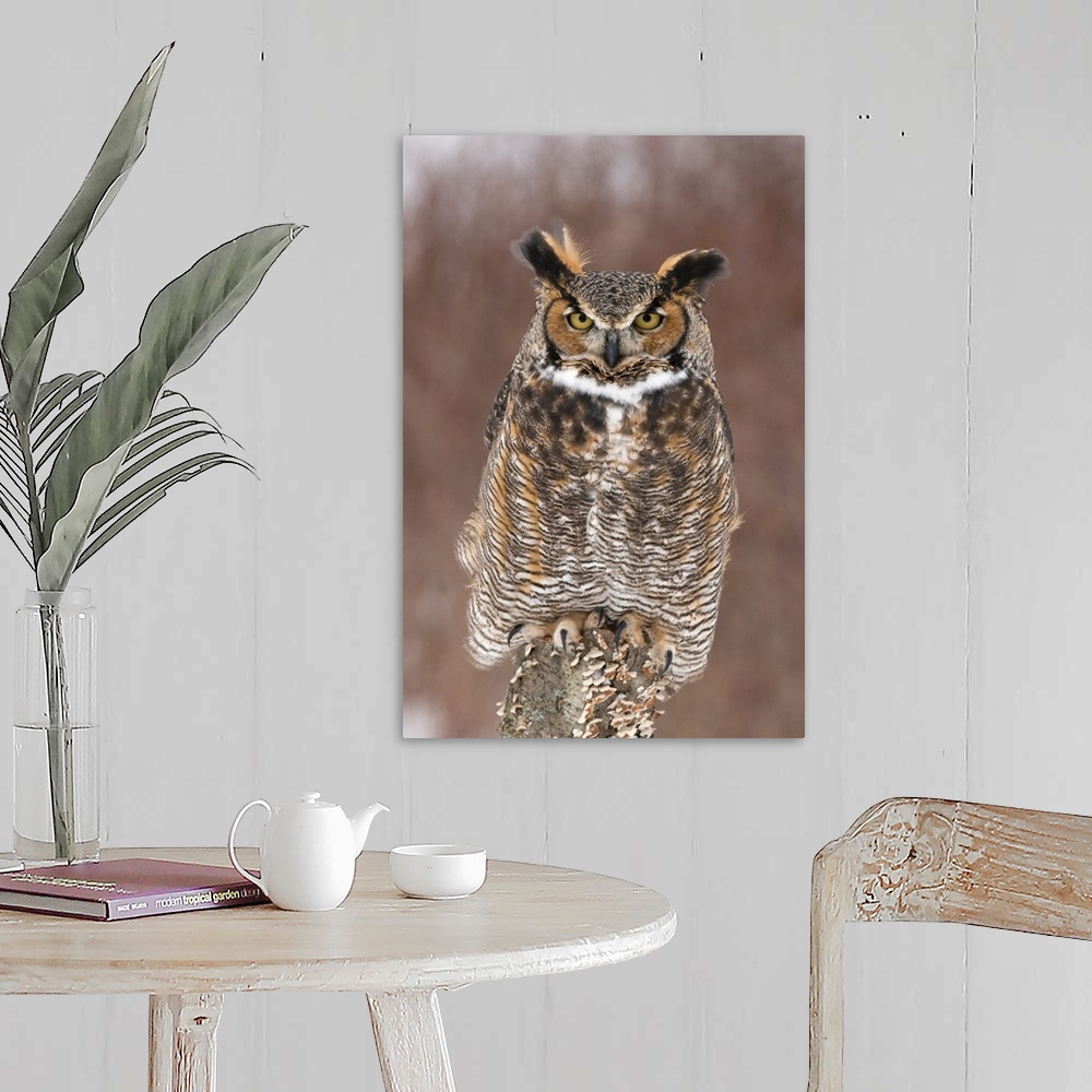 A farmhouse room featuring great horned owl (Bubo virginianus), Captive, Howell Nature Center, MI