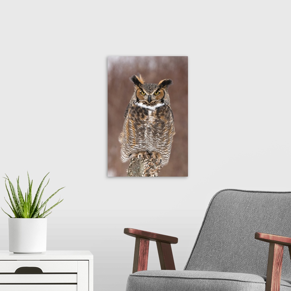 A modern room featuring great horned owl (Bubo virginianus), Captive, Howell Nature Center, MI