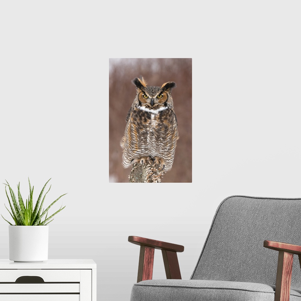A modern room featuring great horned owl (Bubo virginianus), Captive, Howell Nature Center, MI