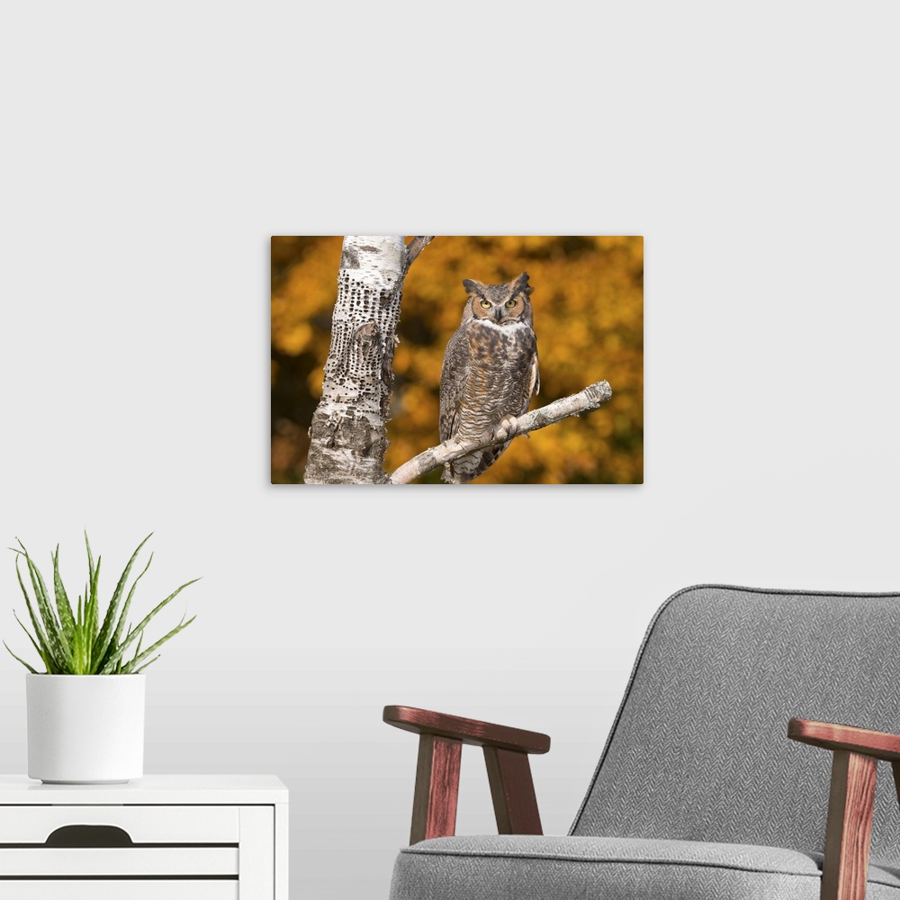 A modern room featuring great horned owl (Bubo virginianus), Fall color, Captive, Howell Nature center, MI