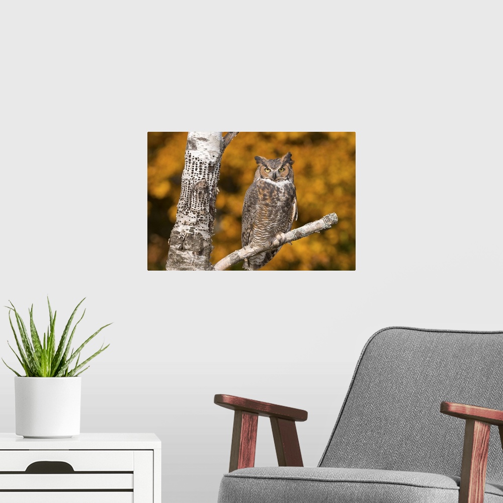 A modern room featuring great horned owl (Bubo virginianus), Fall color, Captive, Howell Nature center, MI