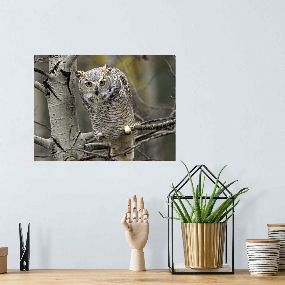 A bohemian room featuring Great Horned Owl (Bubo virginianus) pale form, Kootenays, British Columbia, Canada