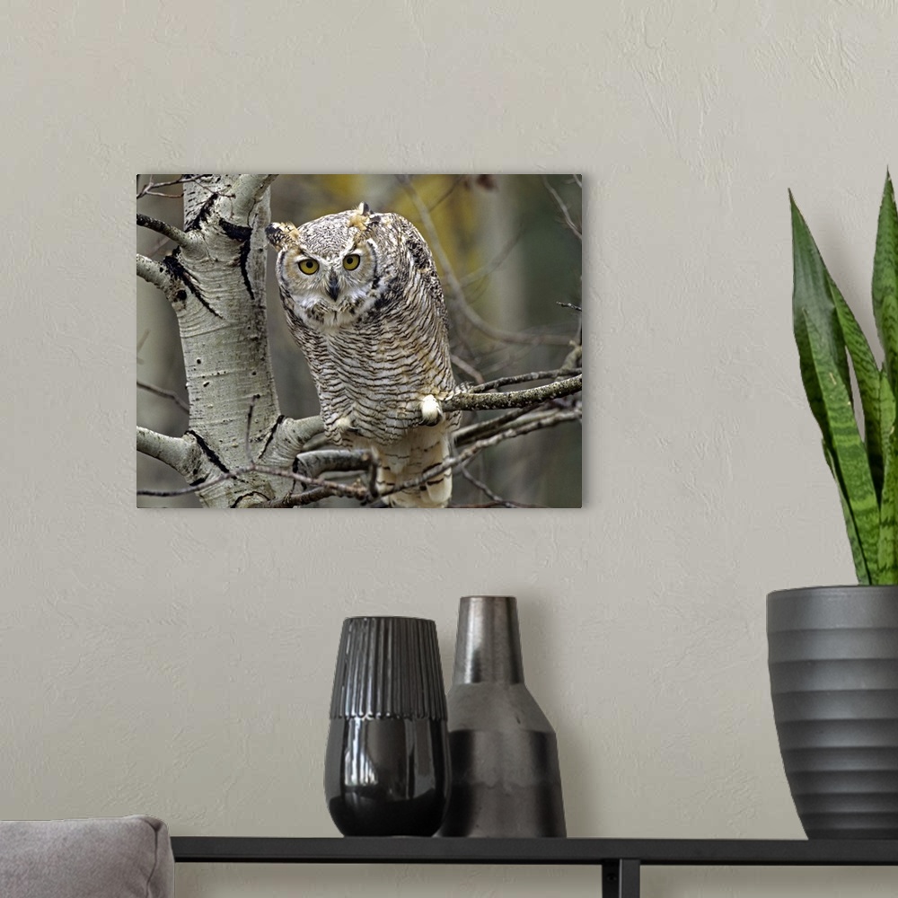 A modern room featuring Great Horned Owl (Bubo virginianus) pale form, Kootenays, British Columbia, Canada