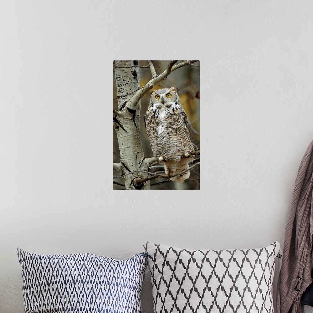 A bohemian room featuring Great Horned Owl (Bubo virginianus) pale form, perched in tree, Alberta, Canada