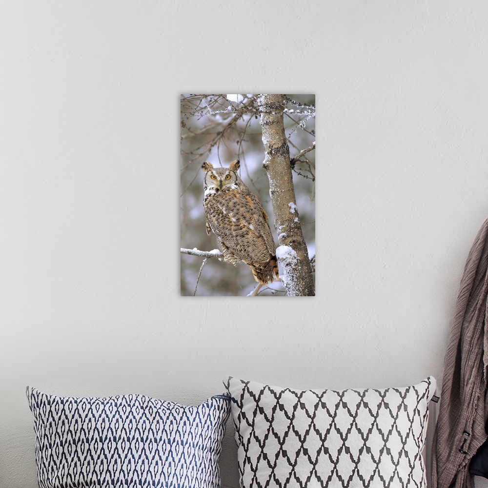 A bohemian room featuring Great Horned Owl in its pale form perching in a snow-covered tree, British Columbia