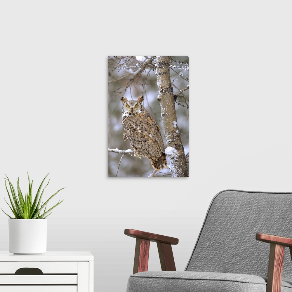 A modern room featuring Great Horned Owl in its pale form perching in a snow-covered tree, British Columbia