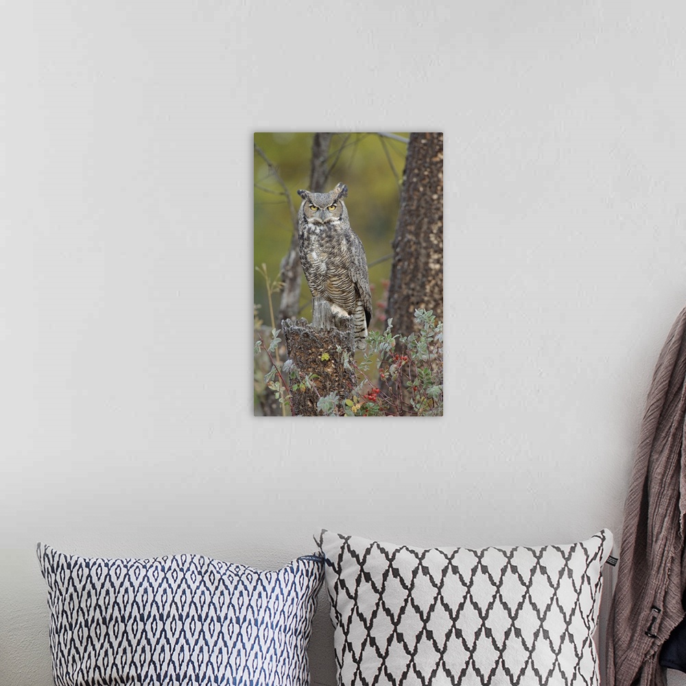 A bohemian room featuring Great Horned Owl in its pale form perching on snag, British Columbia, Canada