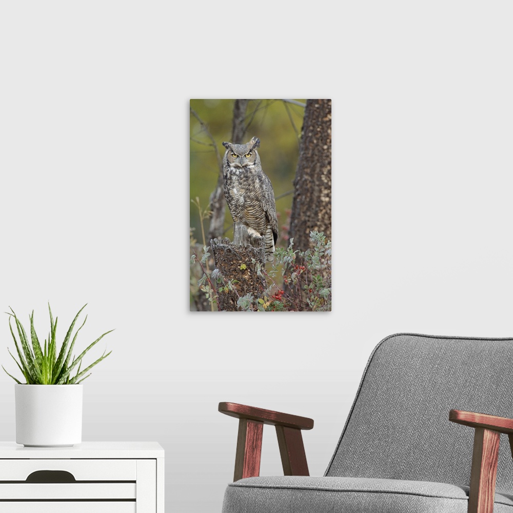 A modern room featuring Great Horned Owl in its pale form perching on snag, British Columbia, Canada