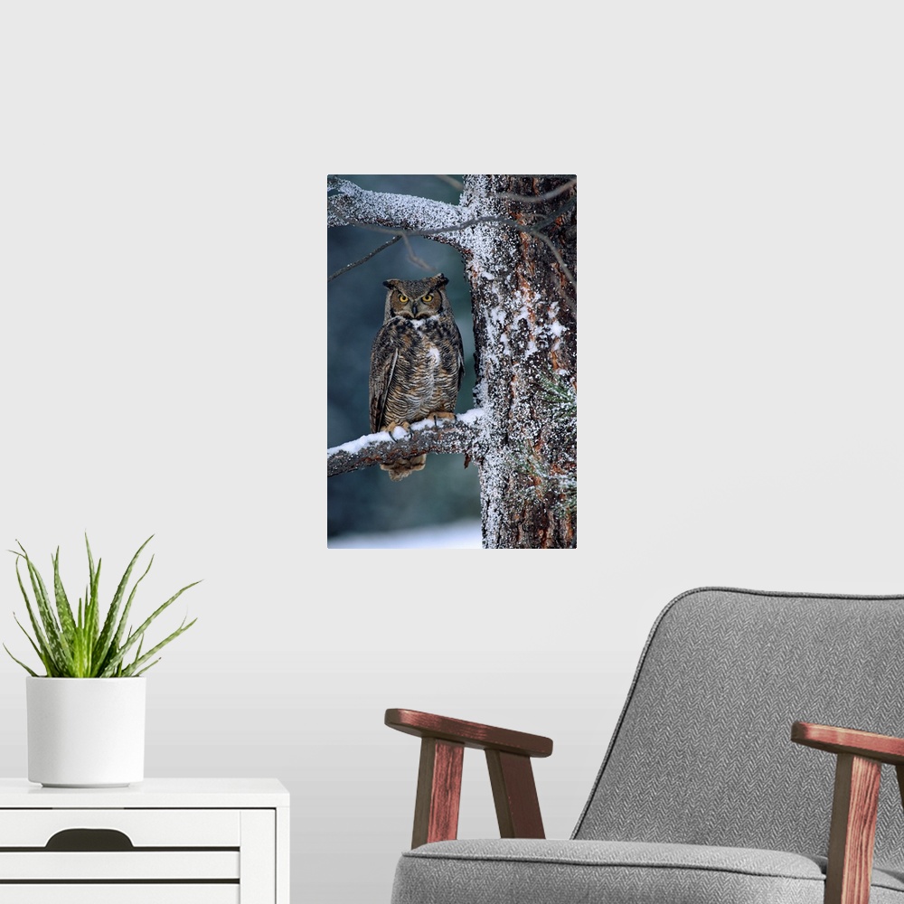 A modern room featuring Great Horned Owl perched in tree dusted with snow, British Columbia, Canada