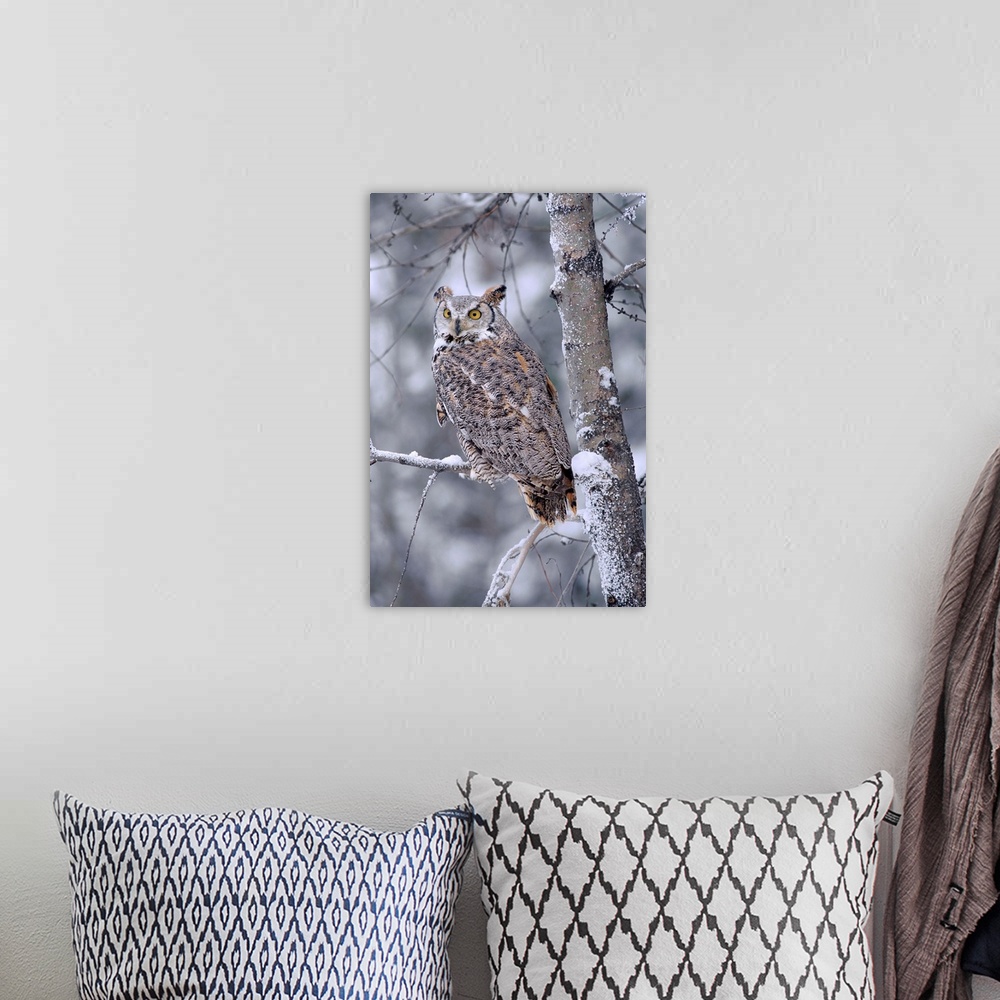 A bohemian room featuring Great Horned Owl perched in tree dusted with snow, British Columbia, Canada