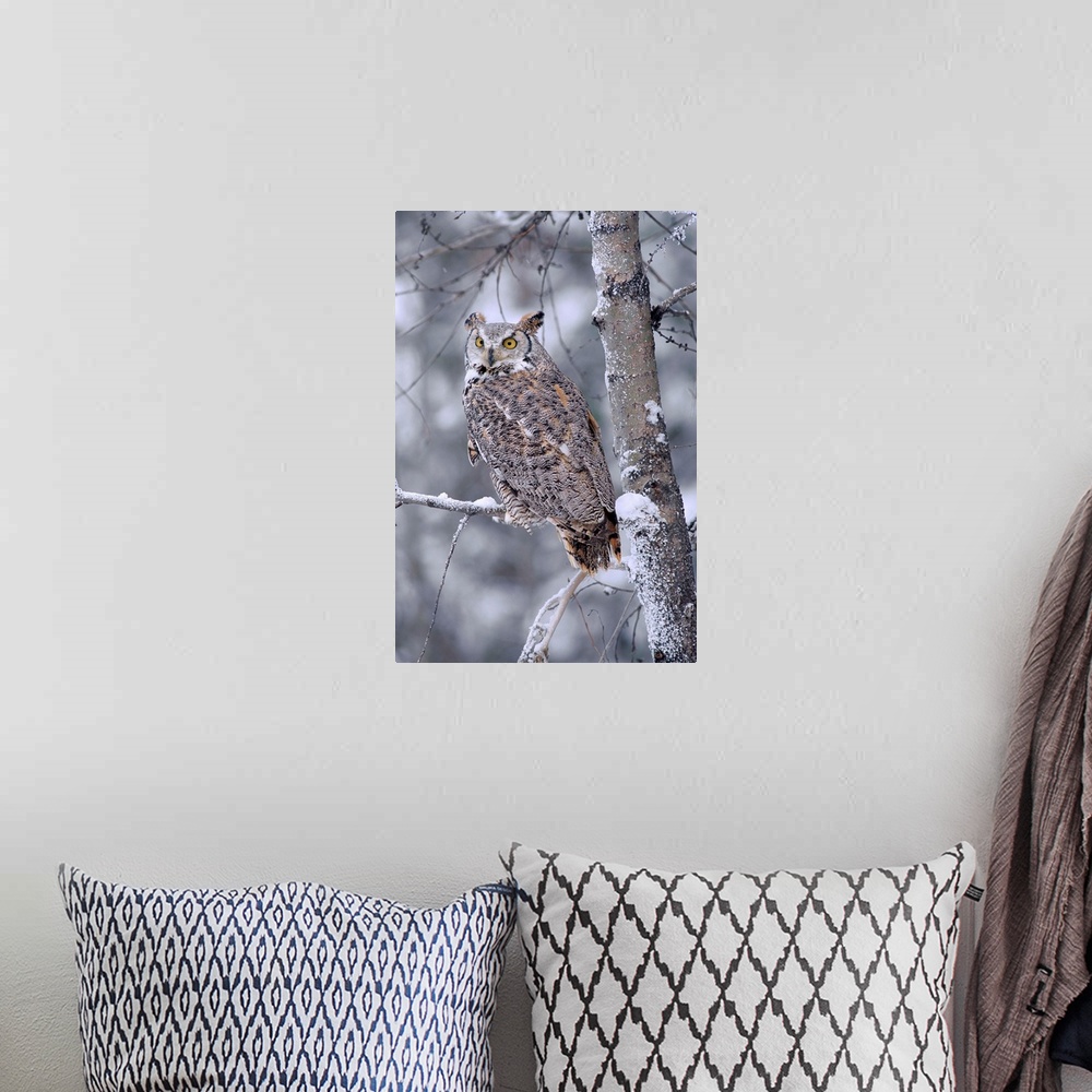 A bohemian room featuring Great Horned Owl perched in tree dusted with snow, British Columbia, Canada