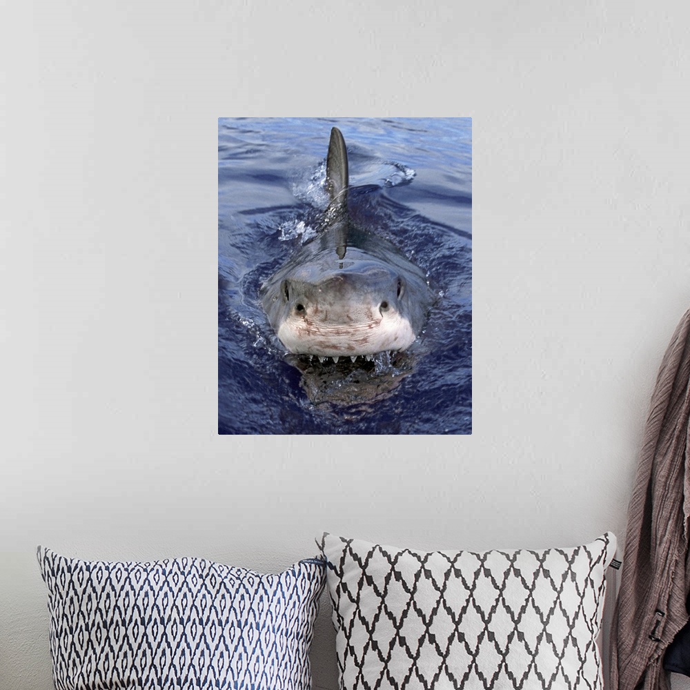 A bohemian room featuring Great White Shark (Carcharodon carcharias), Cape Province, South Africa